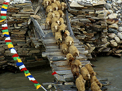 Sheep crossing the Rongbuck Stream - Tibet Photo Journal - Steven Andrew Martin