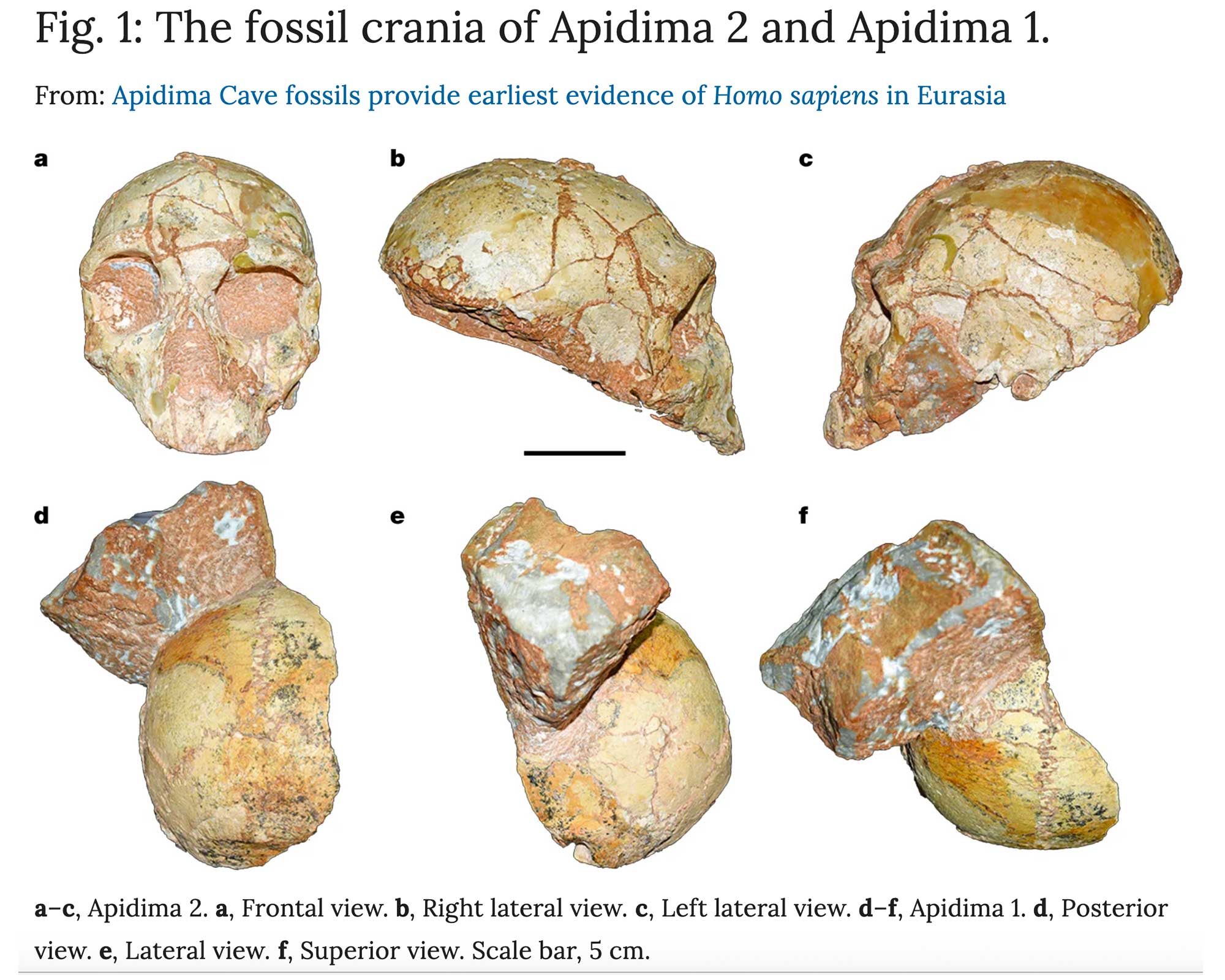 Ancient Greek Skull | Homo Sapien Eurasia | Nature Science Journal | 210,000-Years-Old