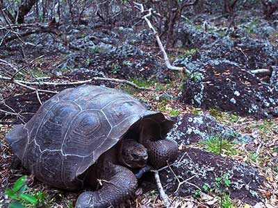 Environmental Studies - Galapagos Tortoise - USFQ - Steven Andrew Martin PhD - Galapagos Learning Adventure