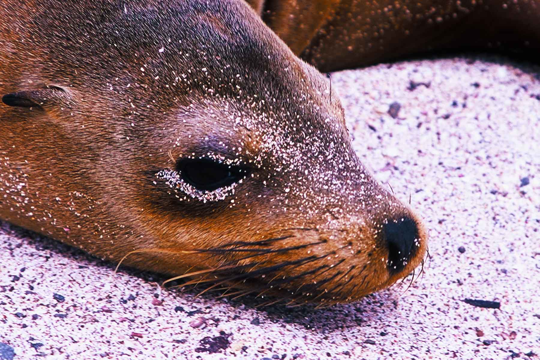 Galapagos seal resting on the beach | Steven A Martin PhD | Environmental Studies | Photo Journal | USFQ Semester Abroad