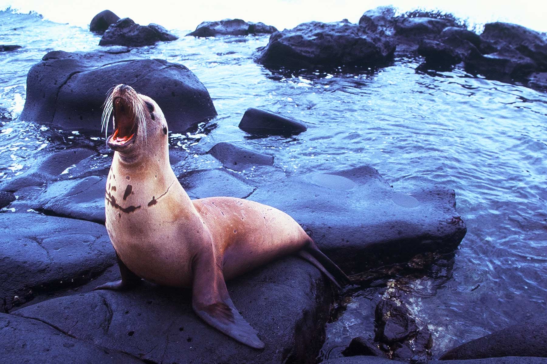 Galapagos Seal | Steven A Martin PhD Environmental Studies | Study Abroad Journal | USFQ Semester Abroad
