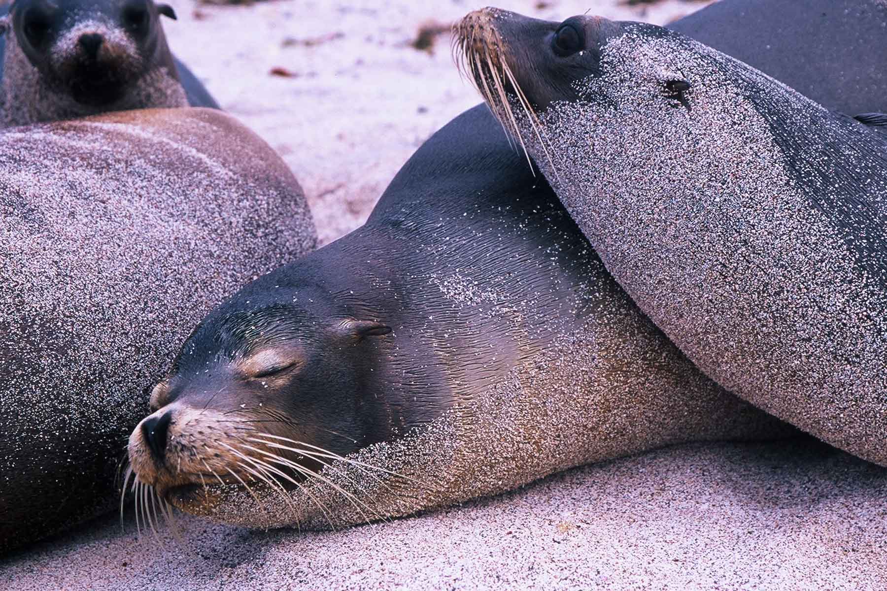 Galapagos Seals | Dr Steven Andrew Martin | Study Abroad Journal | USFQ Semester Abroad