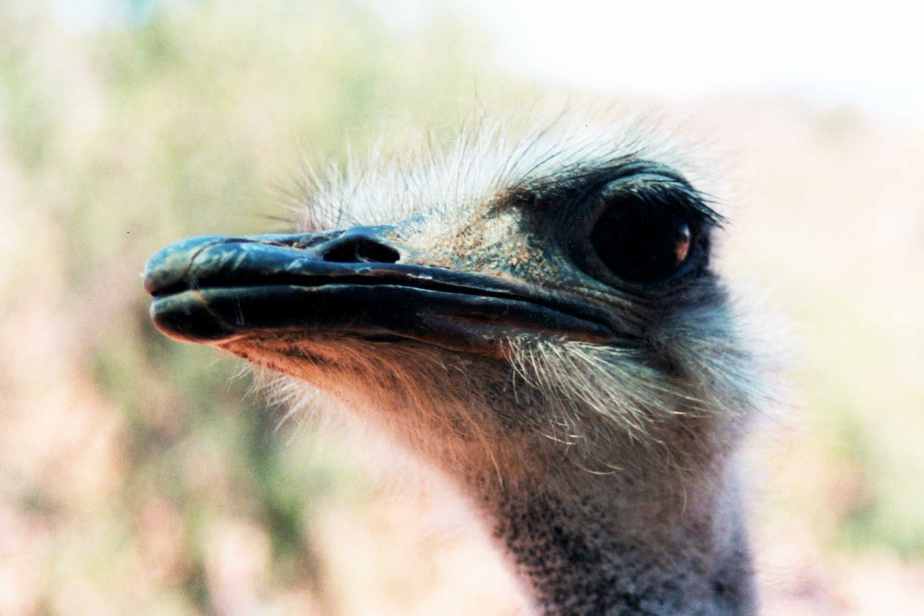 Ostrich farm, Oudtshoorn, South Africa | Steven Andrew Martin | International Education Online | Dr Steven A Martin
