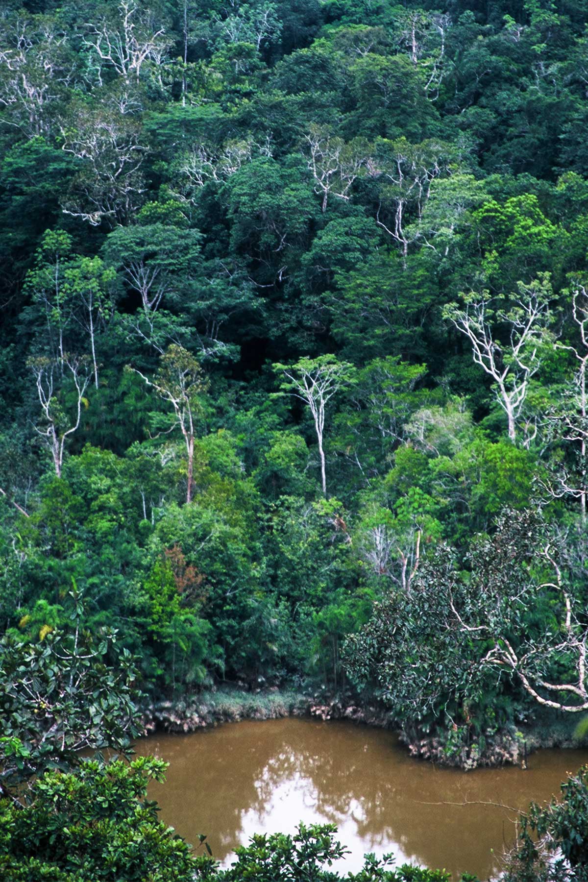 View of the Tiputini River below the Amazon Rainforest | Steven Andrew Martin | Environmental Research | Rio Tiputini Ecuador
