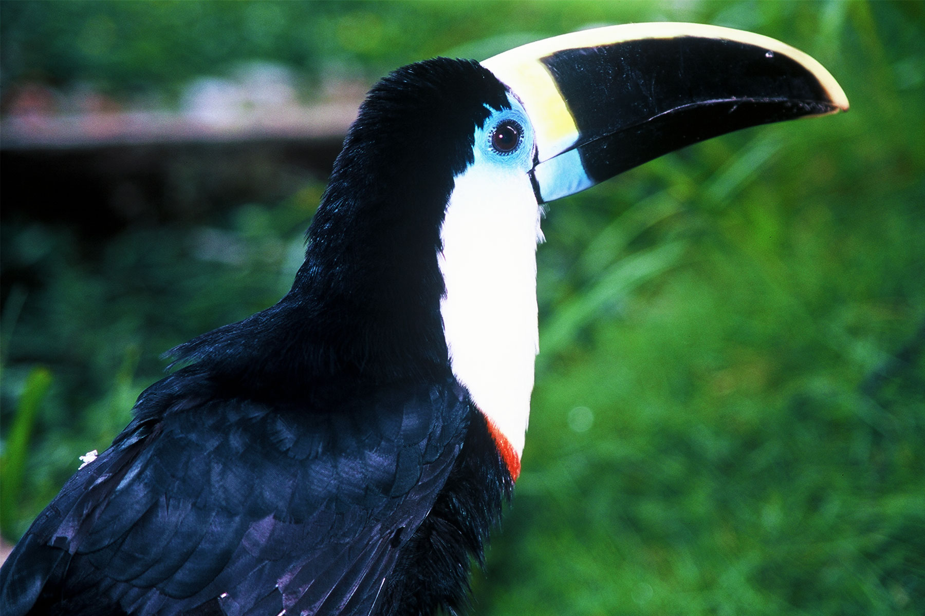 colorful Toucan | Tiputini Biodiversity Station | Amazon research with Dr Steven A Martin | Environmental Studies