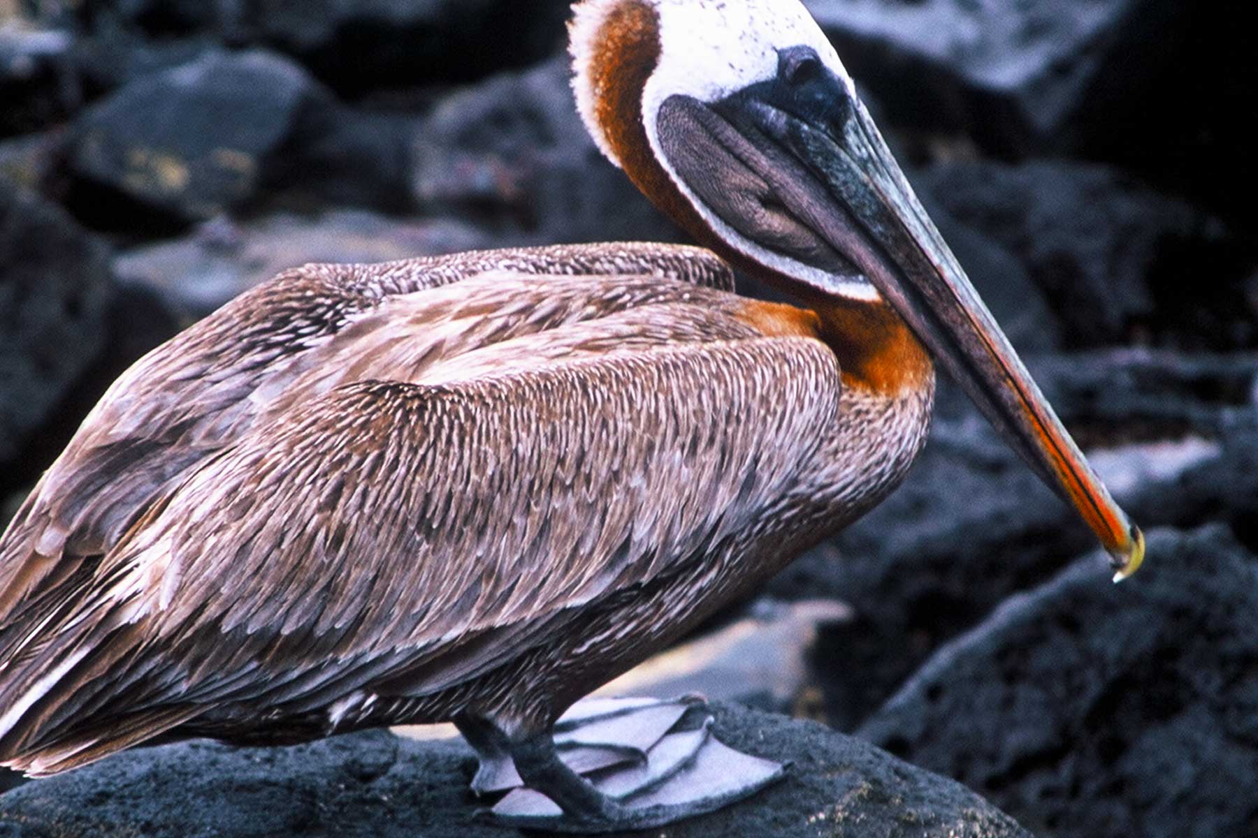 Galapagos Brown Pelican | USFQ | Dr Steven A Martin | Research Photo Journal | Environmental Studies