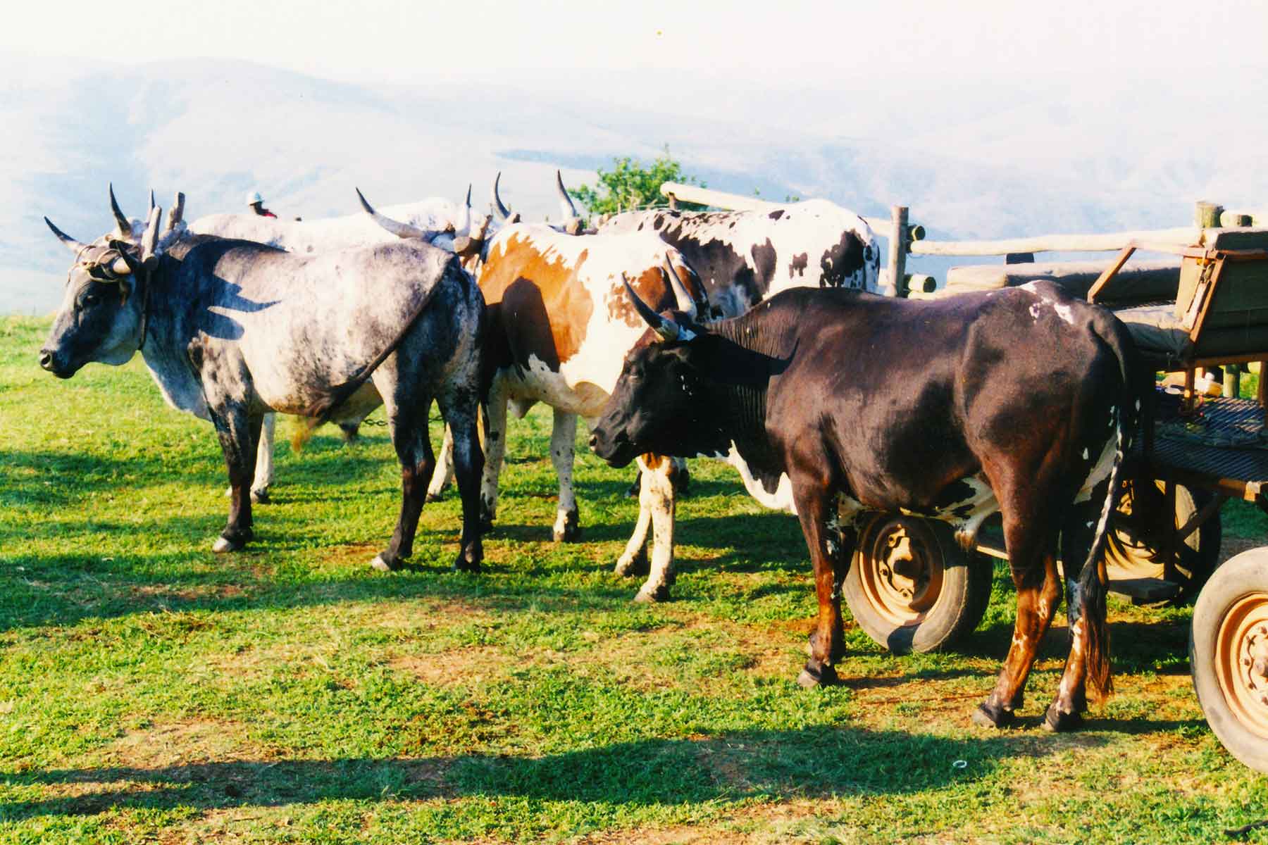 KwaZulu-Natal | Nguni cattle | Steven Andrew Martin | South Africa Photo Journal | Steven A. Martin | Study Abroad Journal