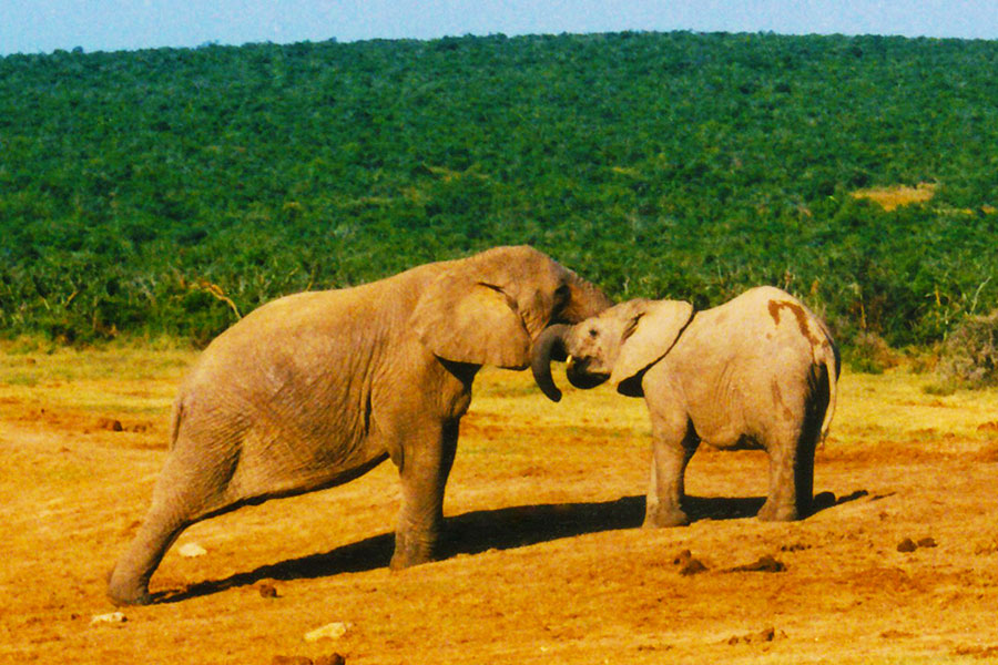 Addo Elephant National Park, South Africa 1997 - Steven Andrew Martin - Jewel of Travel