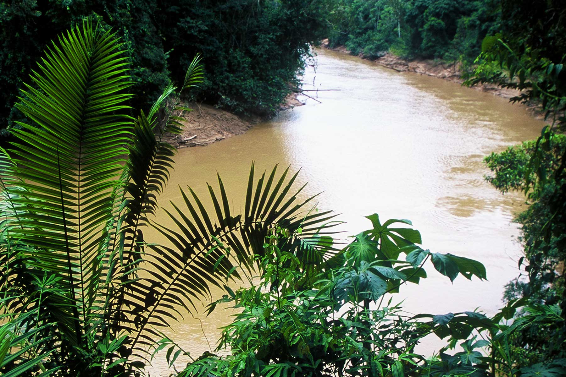 View of the Tiputini River, Amazon Basin, Ecuador | Steven Andrew Martin | Environmental Research